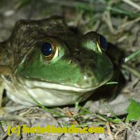 /home//u458753944/public_html/sourcegallery/////////////Frogs/More bullfrogs/P7010203.JPG